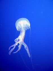 Jellyfish seen on the safety stop after diving Barracuda ... by Dawn Watson 